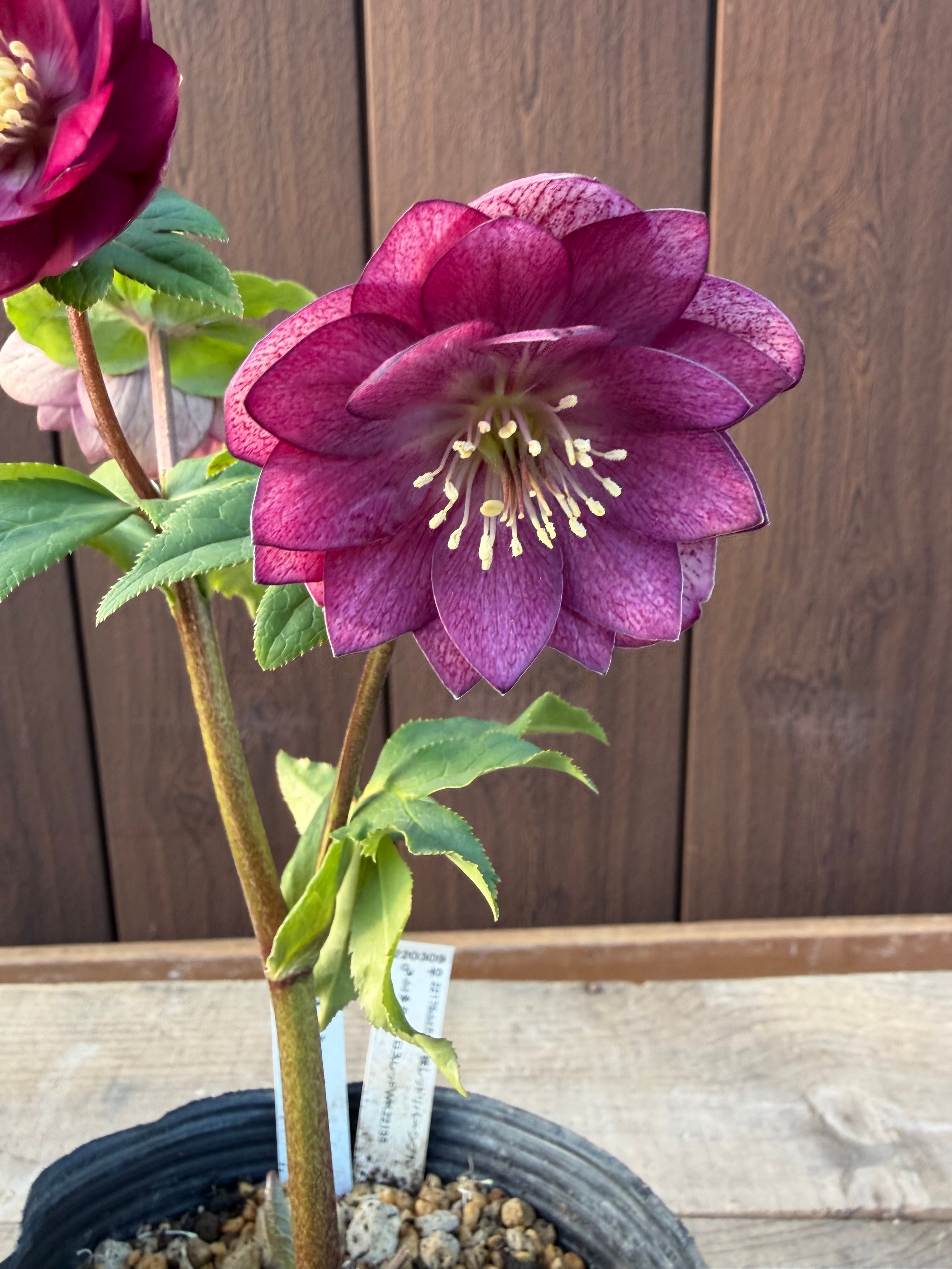 グロッシー☆カラー ローズピンク 加藤農園 クリスマスローズ【Ka103