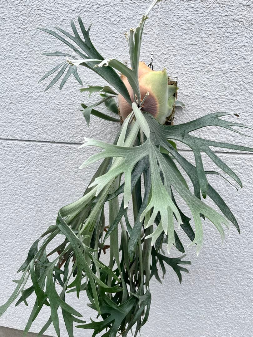 ビカクシダ　E-1 OC 白ビフ ビカクシダ E-1 白ビフ OC - メルカリ